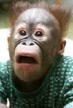 148_funny_monkey_pictures_3.jpg