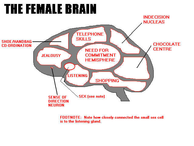 brain1.jpg