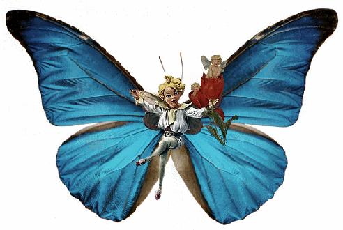 butterfly_blue5.jpg