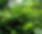 giraffe2ff.gif